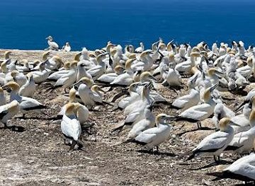 new-zealand/napier/attraction/gannet-colony