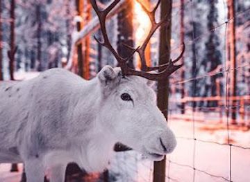 finland/rovaniemi/attraction/santa-s-pets