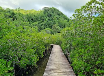 seychelles/ile-souris/attraction/mangrove-boardwalk