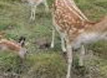 new-zealand/tauranga/attraction/marshalls-animal-park