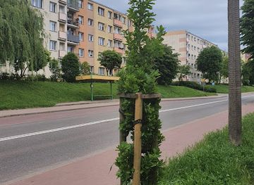 poland/elblag/attraction/rodak-oak