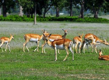 nepal/sudurpashchim-province/attraction/shuklaphanta-national-park