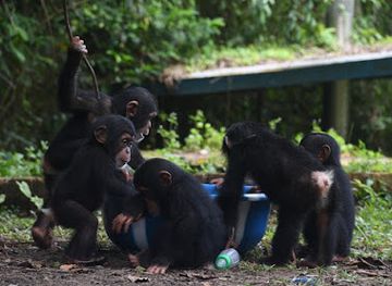 liberia/montserrado-county/attraction/liberia-chimpanzee-rescue-protection