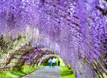 japan/fukuoka/attraction/kawachi-fujien