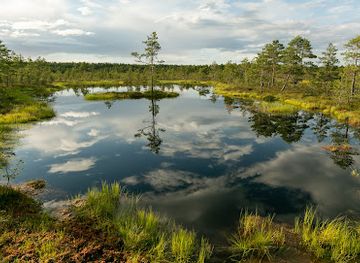 estonia/laane-virumaa/attraction/viru-raba-vaatetorn