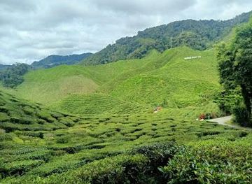 malaysia/ipoh/attraction/cameron-highlands