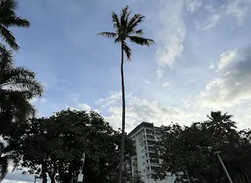 Jacob's Tree