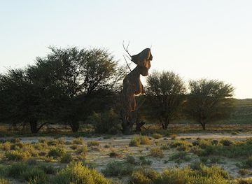 Kgalagadi Transfrontier Park