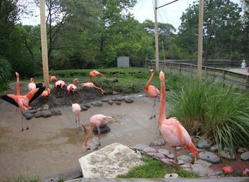 kansas/manhattan/attraction/sunset-zoo