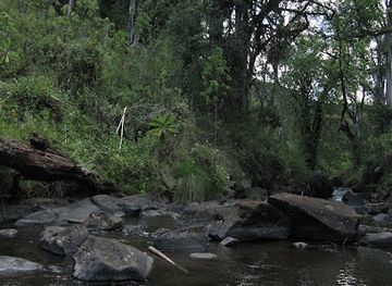 kenya/mount-elgon-national-park/attraction/mt-elgon-forest-reserve