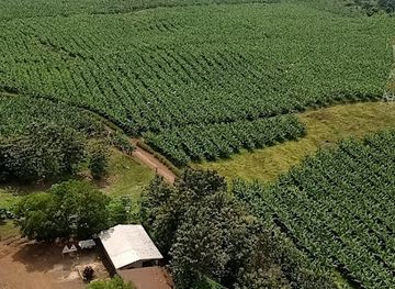 cameroon/banyang-mbo-wildlife-sanctuary/attraction/plantations-du-haut-penja-loum