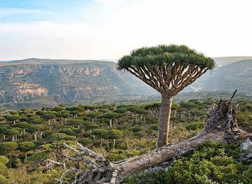 yemen/socotra-island/attraction/diksam