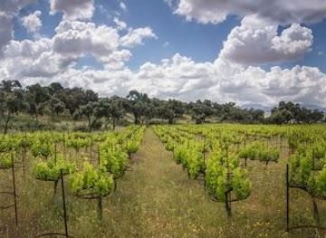 spain/ronda/attraction/la-melonera-bodega-catas-wine-experience-in-ronda