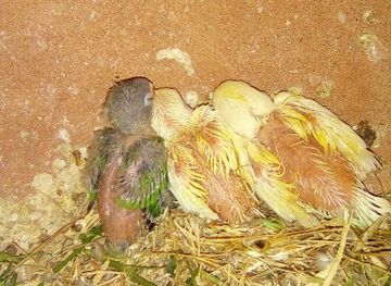 pakistan/karachi/north-nazimabad/attraction/qasr-e-yasmeen