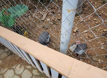 honduras/roatan/attraction/roatan-adventure-tours