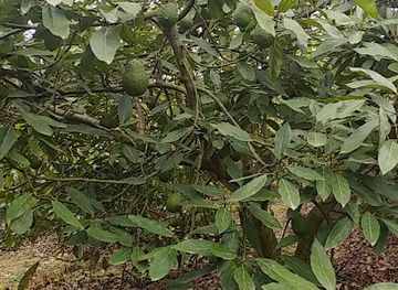 guatemala/antigua-guatemala/attraction/el-tour-del-aguacate