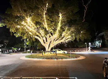 Hastings Street Light Tree