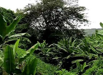 rwanda/muhazi-lake/attraction/samatare-caves