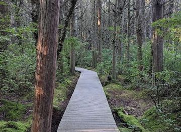 massachusetts/hyannis/attraction/atlantic-white-cedar-swamp-trl