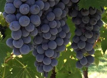 italy/verona/attraction/la-pesenata-societa-agricola