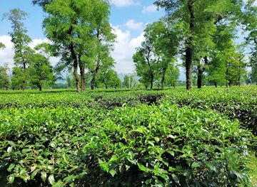 bangladesh/jaflong/attraction/jaflong-tea-garden