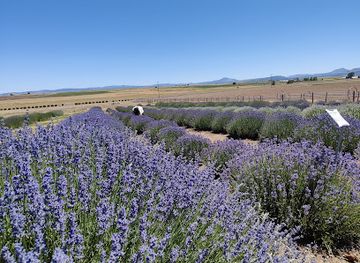 oregon/jefferson-county/attraction/cascade-lavender