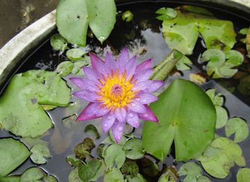 bangladesh/jaflong/attraction/sreepur-shapla-bil