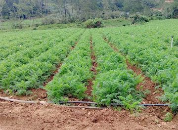 dominican-republic/constanza/attraction/limoncitos