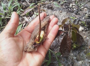 trinidad-and-tobago/sangre-grande/attraction/white-wolf-s-wild-life