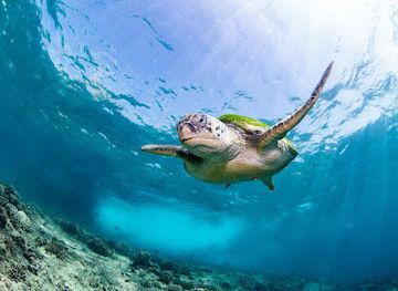 oman/al-hajar-al-gharbi/attraction/pearl-dimaniyat-diving-center