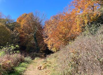 spain/montseny-natural-park/attraction/fageda-de-la-grevolosa