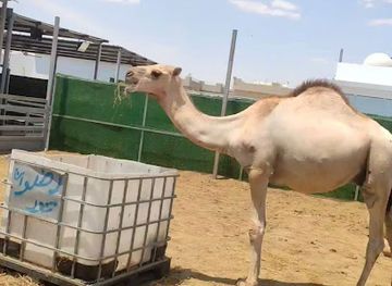 kuwait/al-jahra-governorate/attraction/house-desert-jawakher-jahra