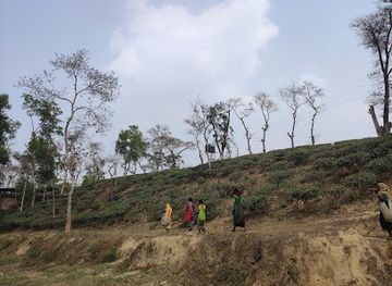 bangladesh/lawachara-national-park/attraction/daurachorra-tea-state