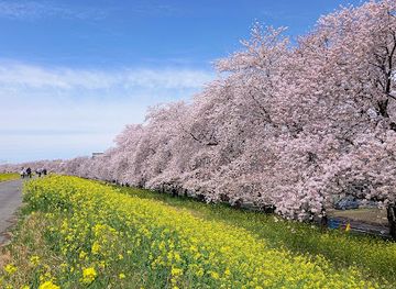 japan/kanto/attraction/kumagaya-sakura-tsutsumi