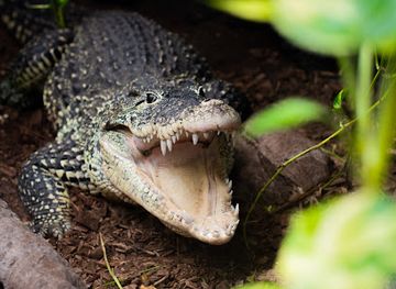 denmark/south-zealand/attraction/crocodile-zoo-falster