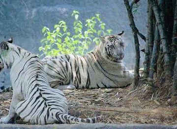 india/chennai/attraction/arignar-anna-zoological-park