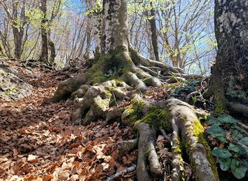 italy/positano/attraction/faggi-secolari