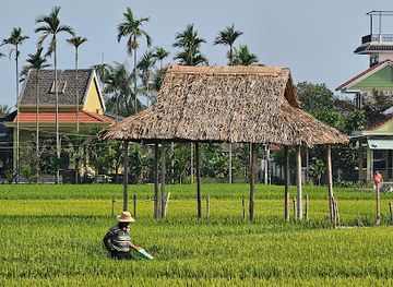 vietnam/central-highlands/attraction/cam-thanh-rice-fields