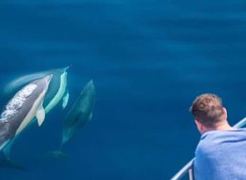 new-zealand/tauranga/attraction/dolphin-seafaris-nz-ltd