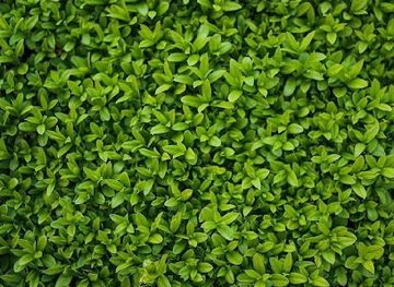 haiti/pic-la-selle/attraction/kenscoff-zon-kafou-douret