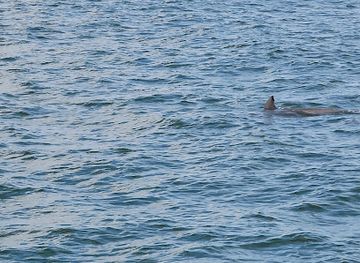 virginia/virginia-beach/attraction/virginia-aquarium-boat-tours