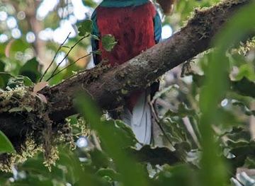 costa-rica/arenal-volcano-area/attraction/john-s-nature-tours