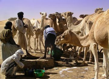 mauritania/chinguetti/attraction/oasis-de-la-gueila