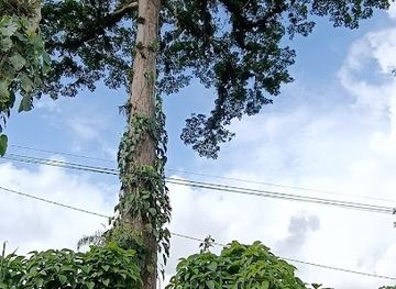 ecuador/santo-domingo-de-los-tsachilas-region/attraction/ceibo-mas-grande-de-santo-domingo