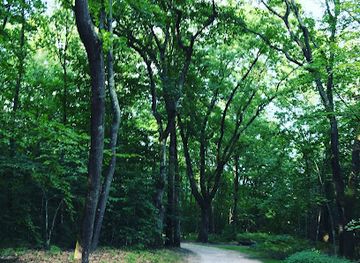 france/limoges/attraction/bastide-woods