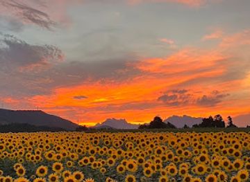 japan/kanto/attraction/nyu-hill-sunflower-field