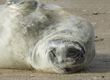 belgium/de-panne/attraction/phoques-la-panne