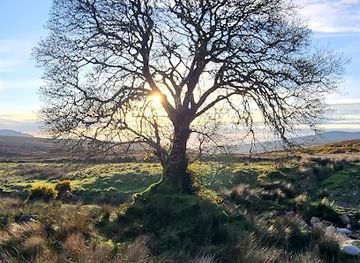 ireland/wicklow-mountains/attraction/amazing-trees-viewpoint