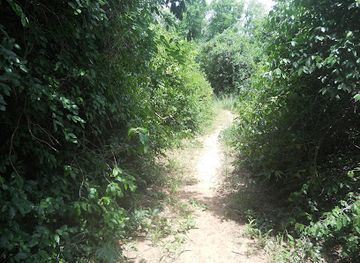 ghana/keta/attraction/tsiame-forest-reserved