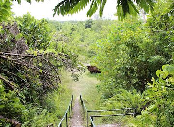 palau/peleliu-island/attraction/american-lvt-and-japanese-cannon
